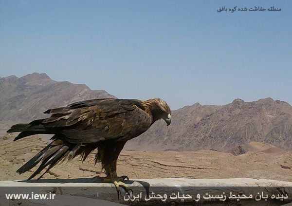 منطقه حفاظت شده کوه بافق
