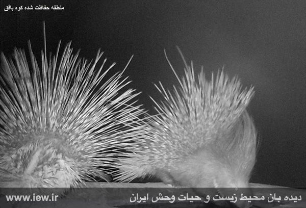 منطقه حفاظت شده کوه بافق