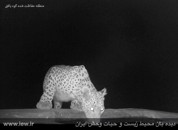 منطقه حفاظت شده کوه بافق