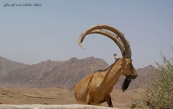 حیات وحش منطقه حفاظت شده کوه بافق
