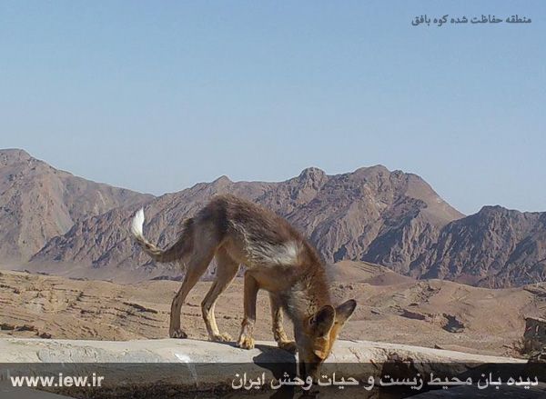 منطقه حفاظت شده کوه بافق