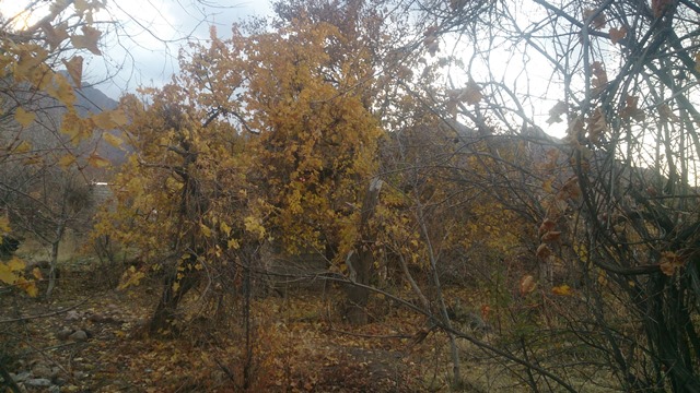 روستای سنو