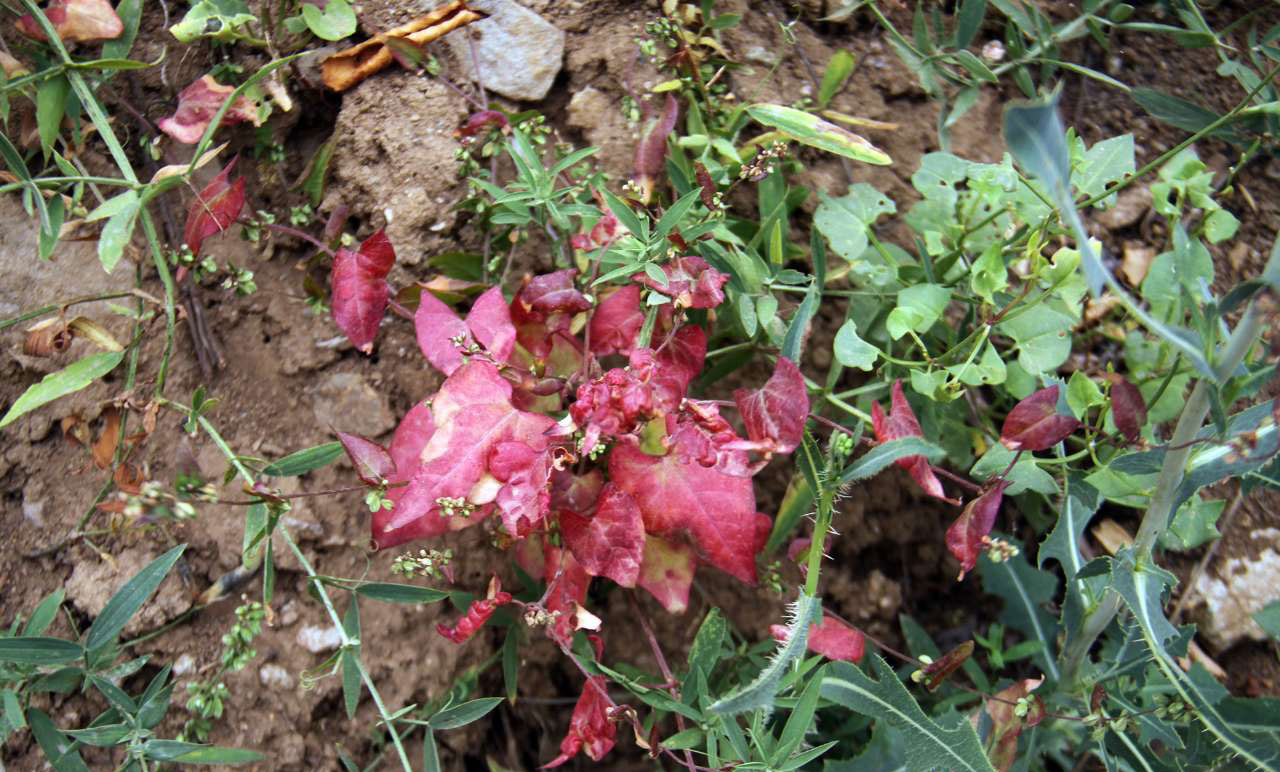 روستای شیلاندر زنجان