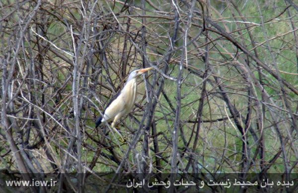 پارک ملی دز