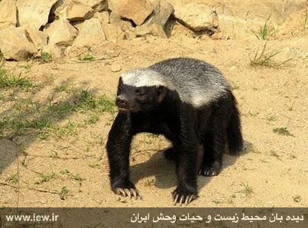 پارک ملی دز