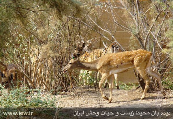 پارک ملی دز