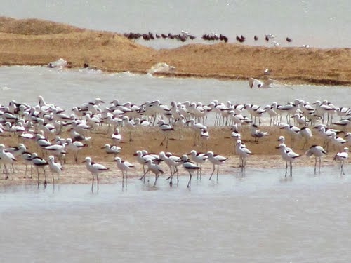 خور موسی