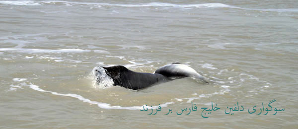 خور موسی