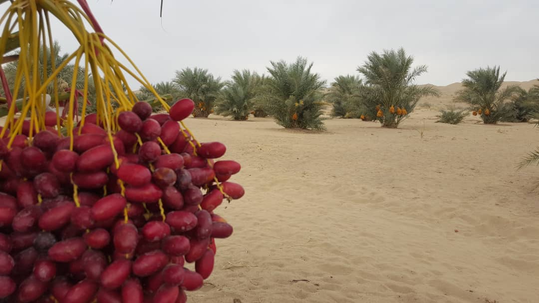 کویر ابوزیدآباد