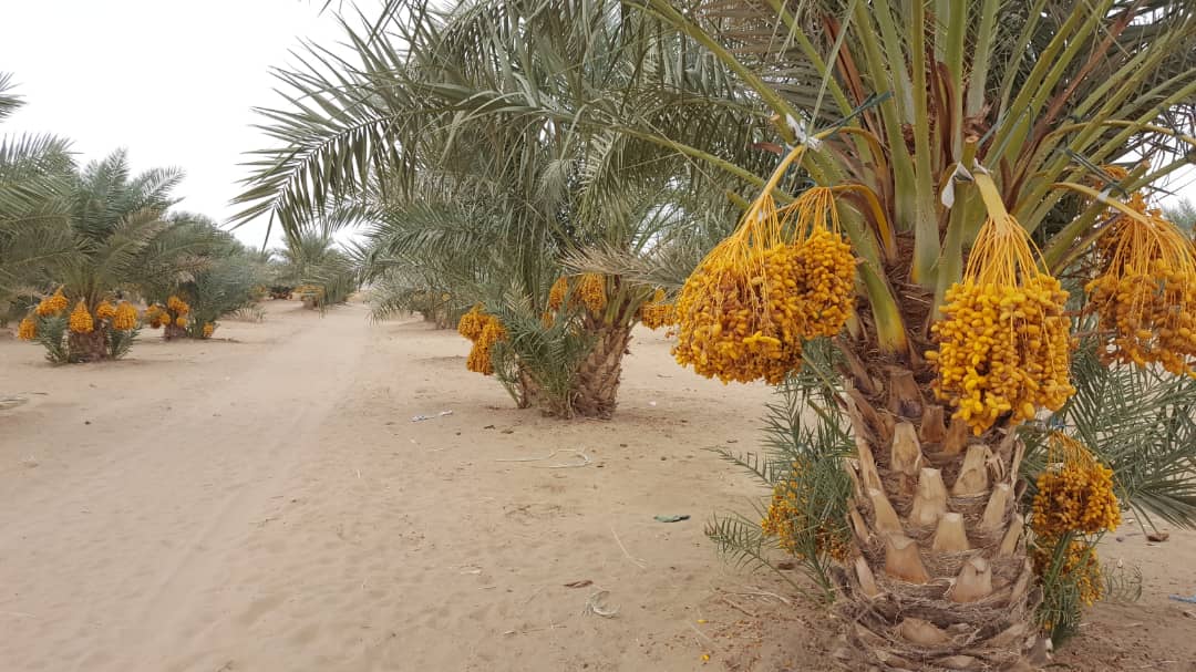 کویر ابوزیدآباد