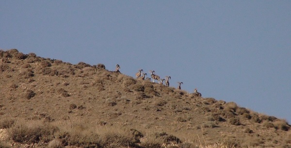 منطقه حفاظت شده درمیان
