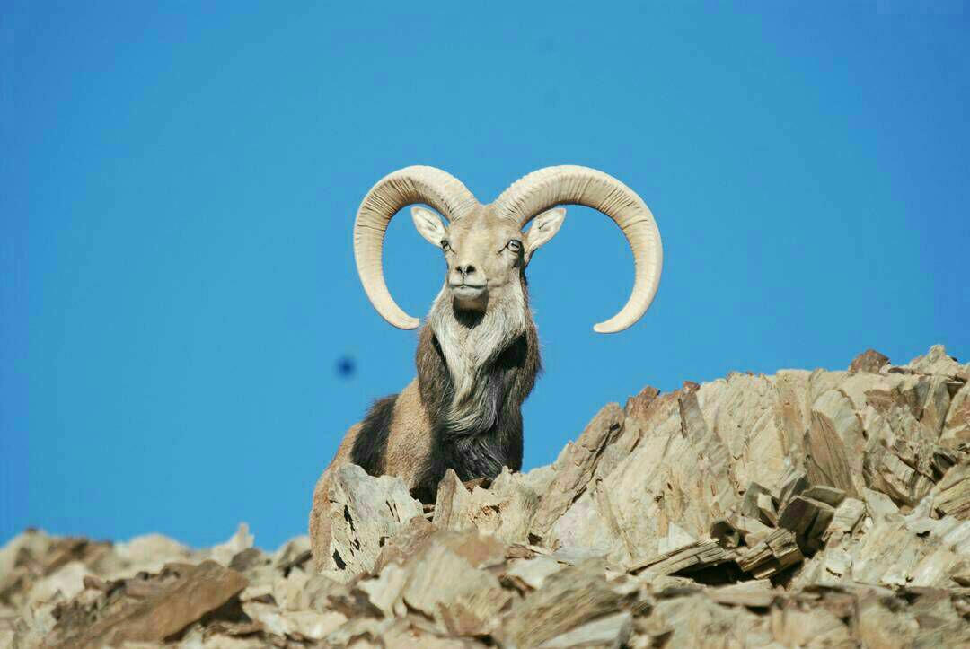 منطقه حفاظت شده درمیان
