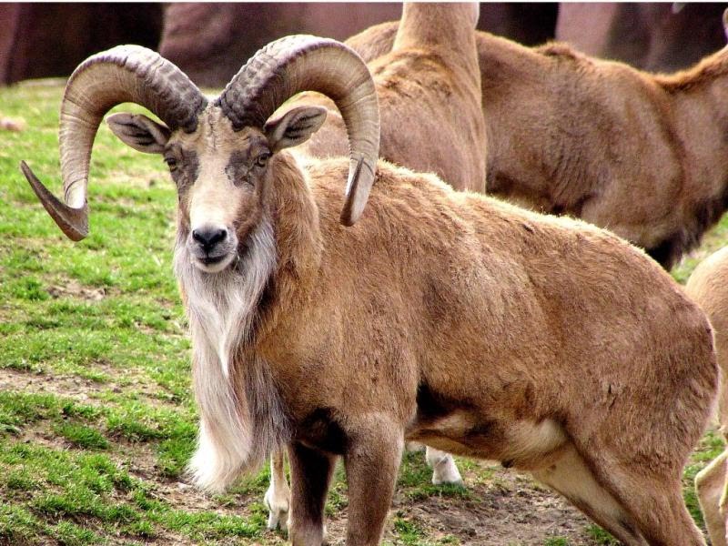 منطقه حفاظت شده درمیان