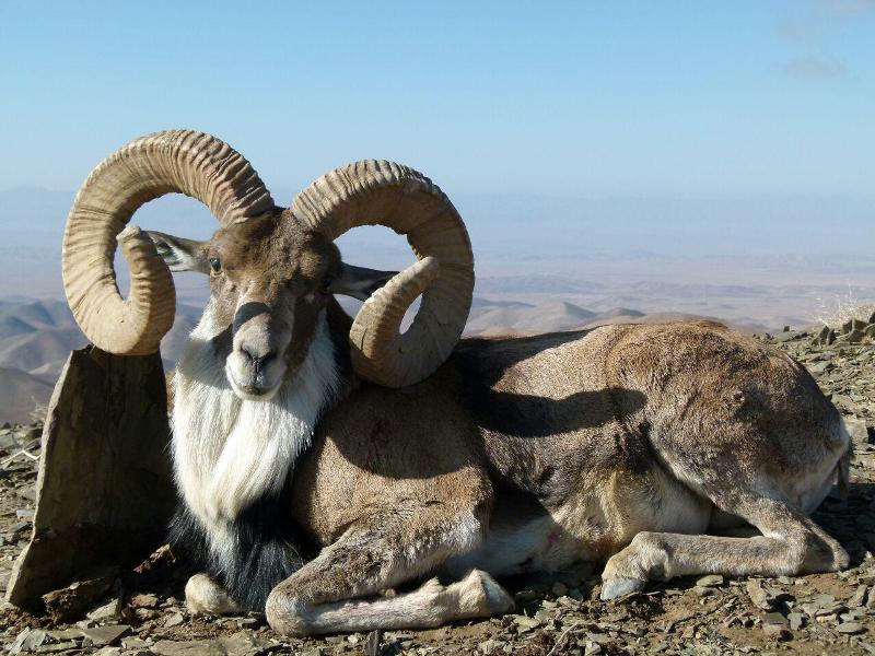 منطقه حفاظت شده درمیان