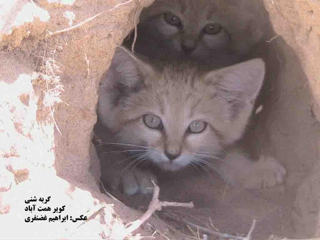 کویر همت آباد زیرکوه