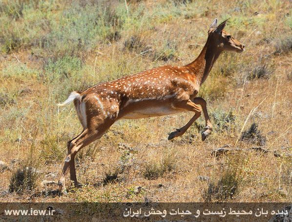 جزیره اشک ارومیه