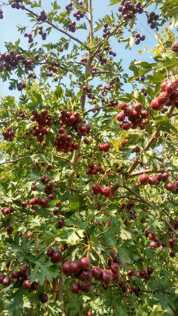 اقامتگاه بومگردی دلبر