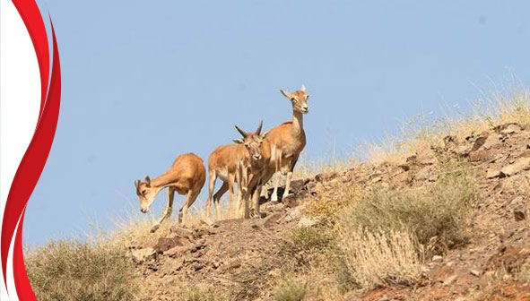 جزیره کبودان ارومیه