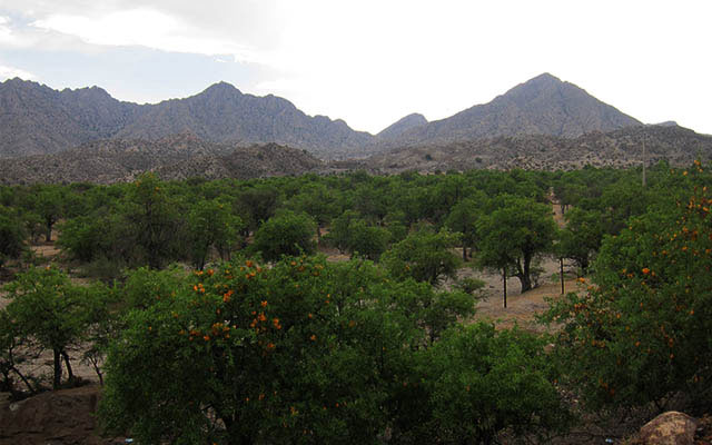 انار شیطان