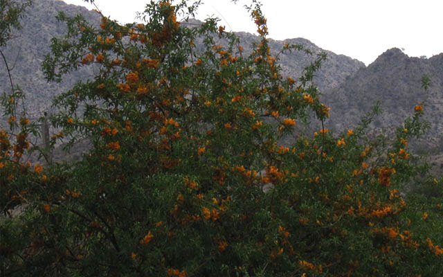 انار شیطان