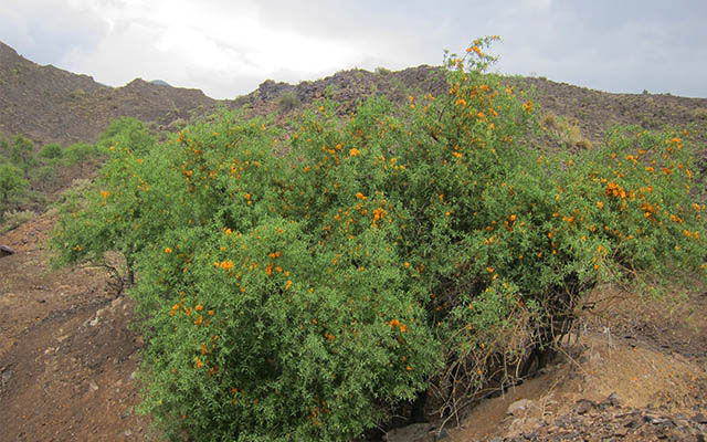 انار شیطان