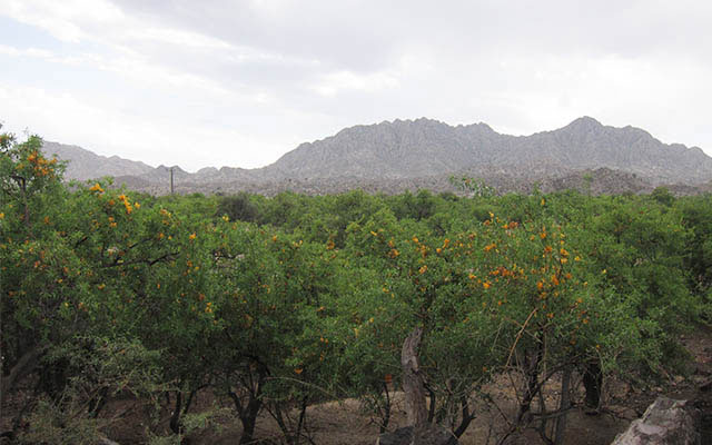 انار شیطان