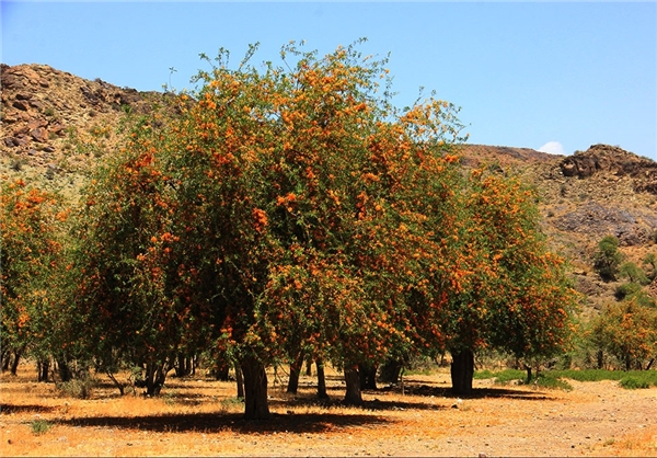 انار شیطان
