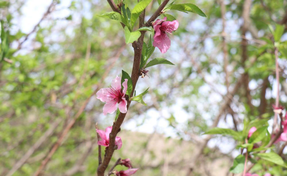 روستای سیرچ کرمان