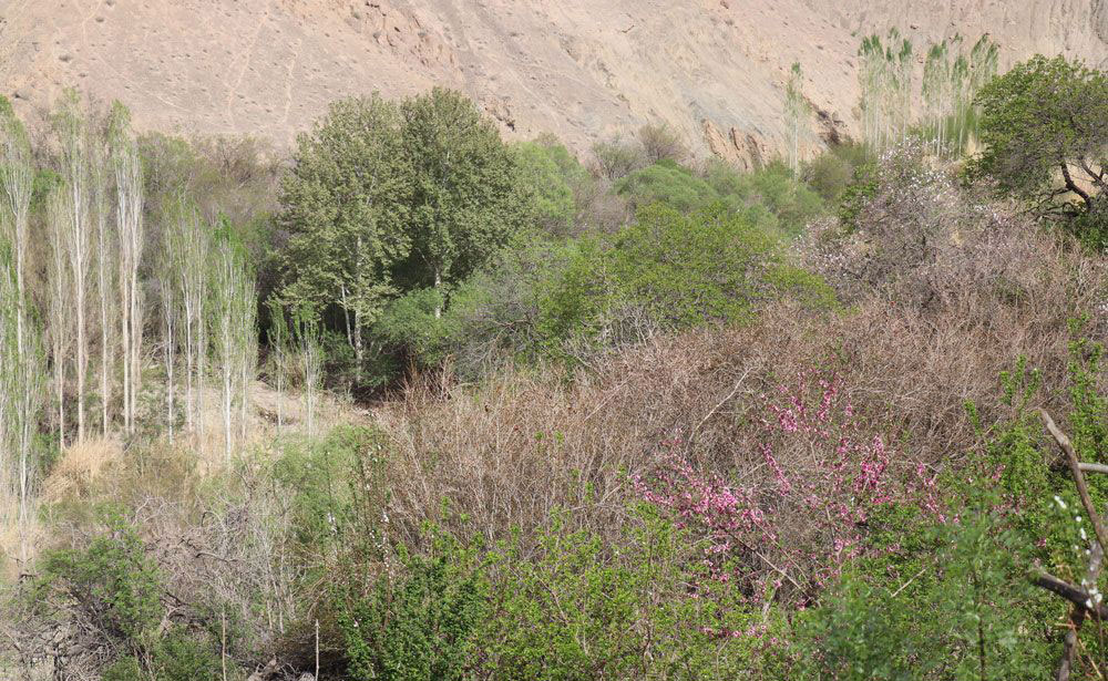 روستای سیرچ کرمان