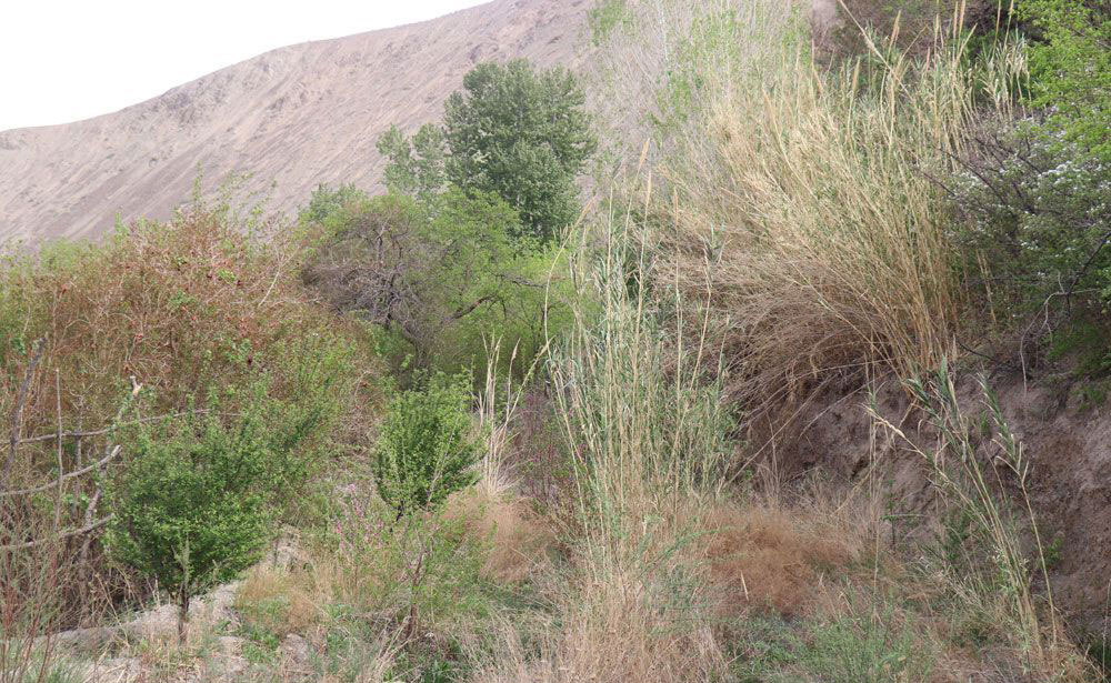 روستای سیرچ کرمان