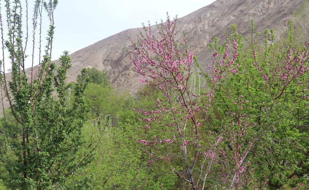 روستای سیرچ کرمان