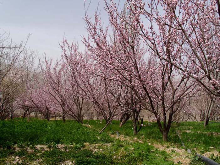 روستای سیرچ کرمان