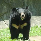 خرس سیاه آسیایی