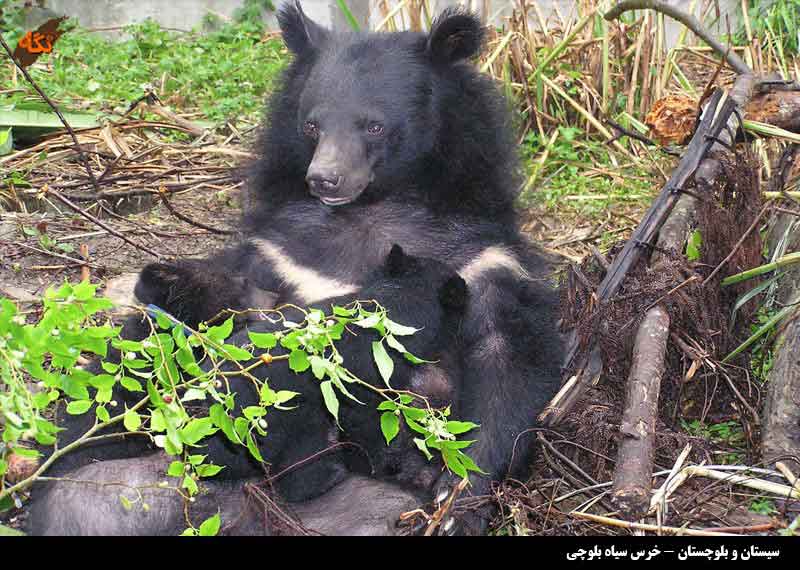 خرس سیاه آسیایی