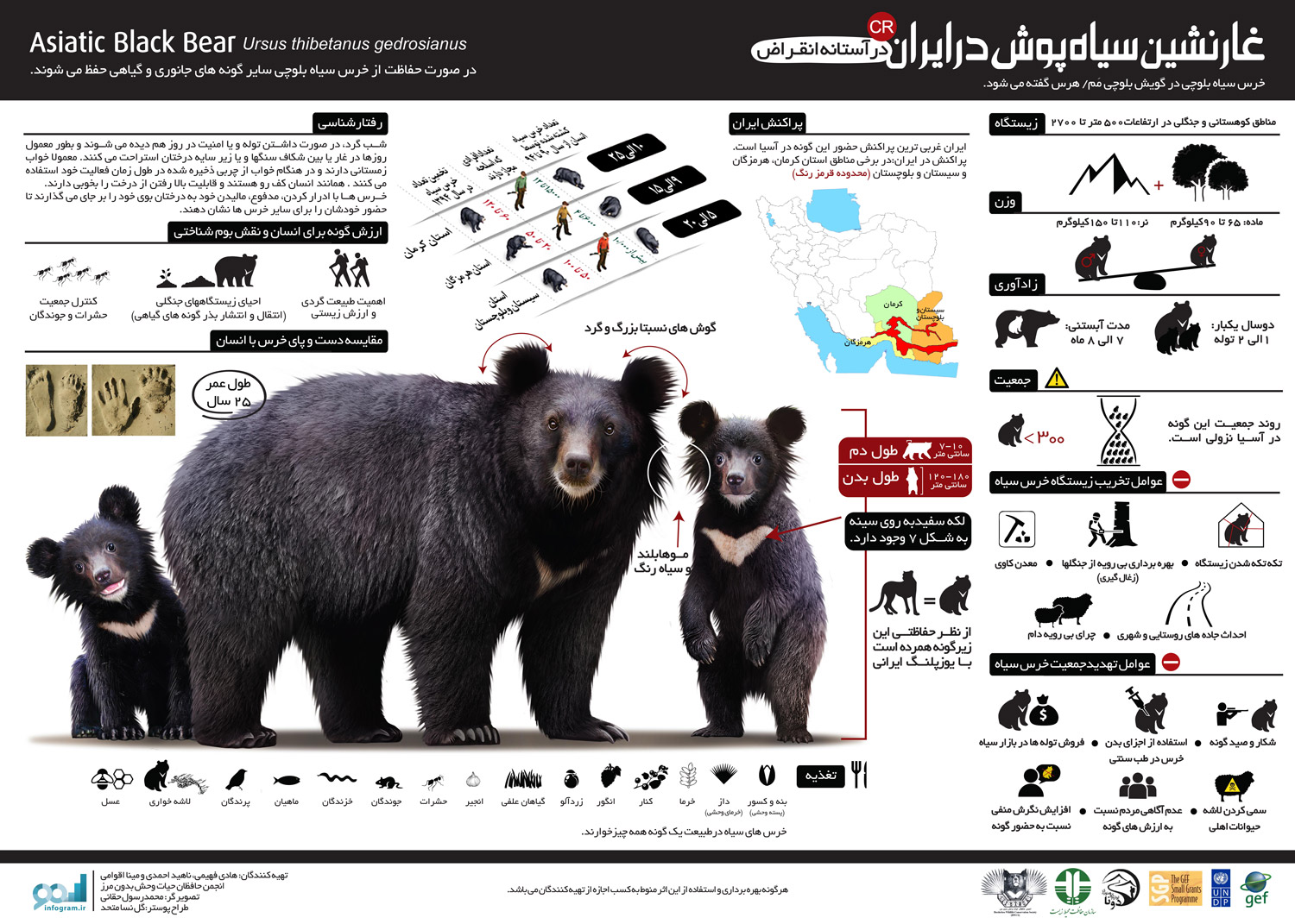 خرس سیاه آسیایی