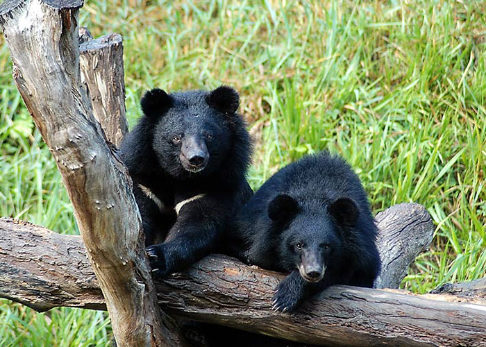 توله خرسهای سیاه آسیایی