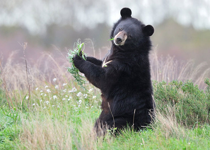 خرس سیاه آسیایی زیبا و کمیاب