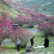 دره ارغوان طرقبه