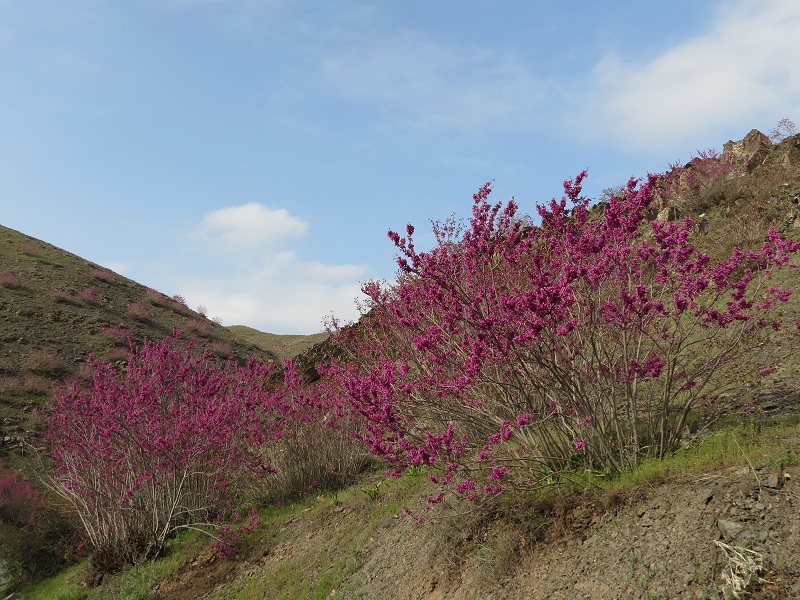 دره ارغوان طرقبه