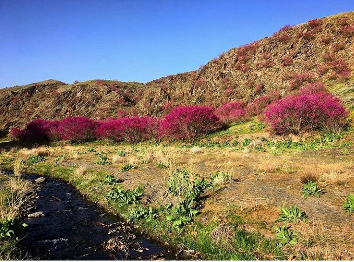 دره ارغوان طرقبه