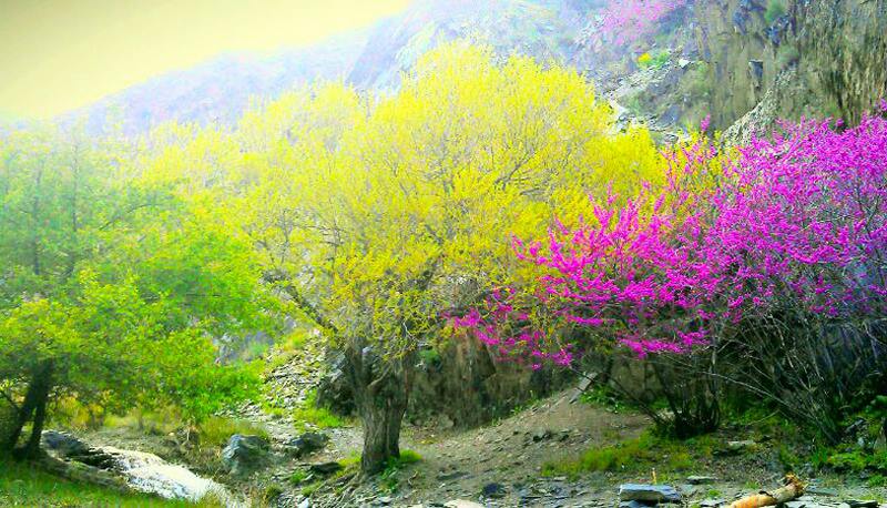 دره ارغوان طرقبه