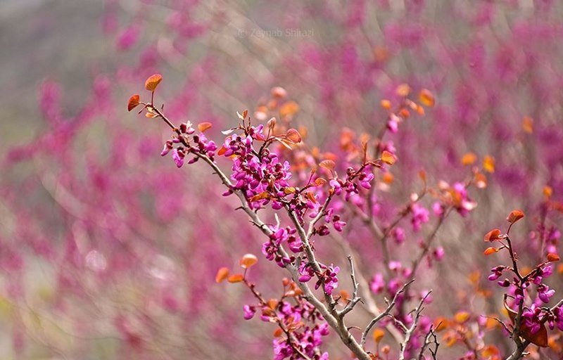 دره ارغوان طرقبه