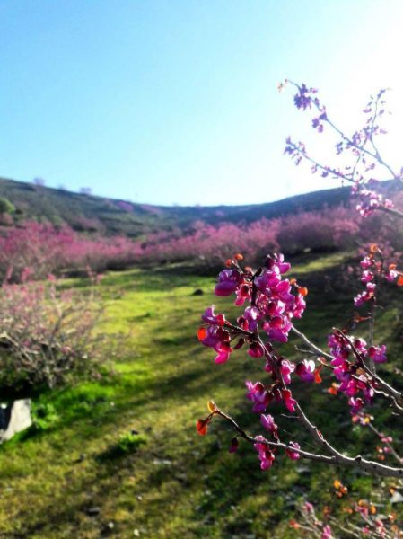 دره ارغوان طرقبه