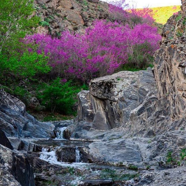 دره ارغوان طرقبه