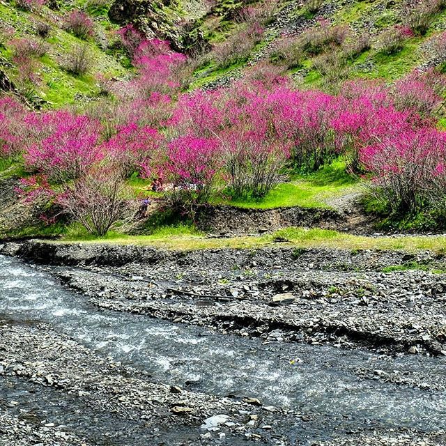 دره ارغوان طرقبه
