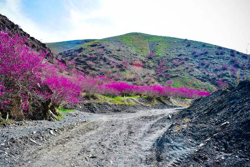 دره ارغوان طرقبه