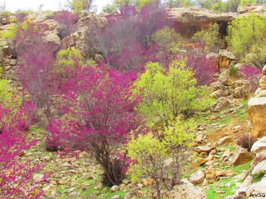 دره ارغوان طرقبه