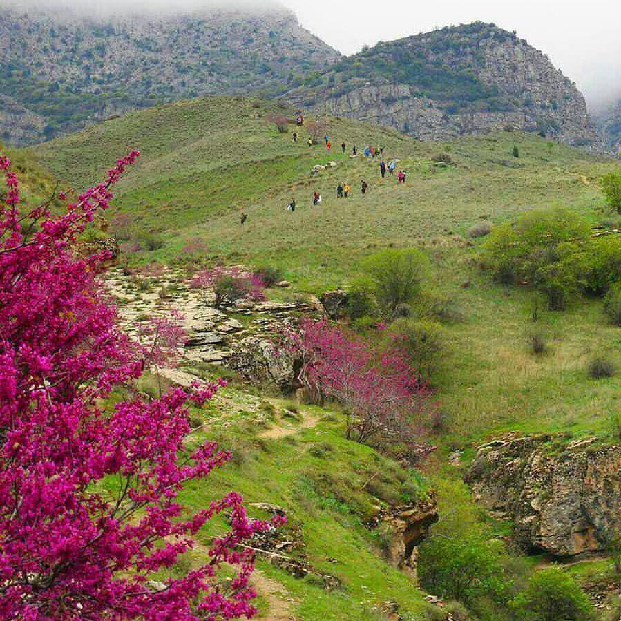 دره ارغوان طرقبه