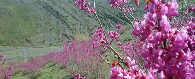دره ارغوان طرقبه