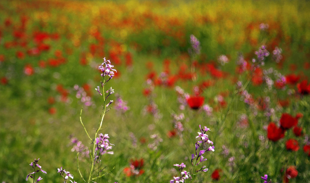 شیلگان دره درگز